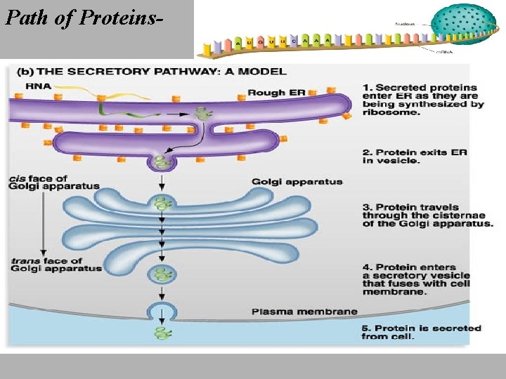 Path of Proteins- 