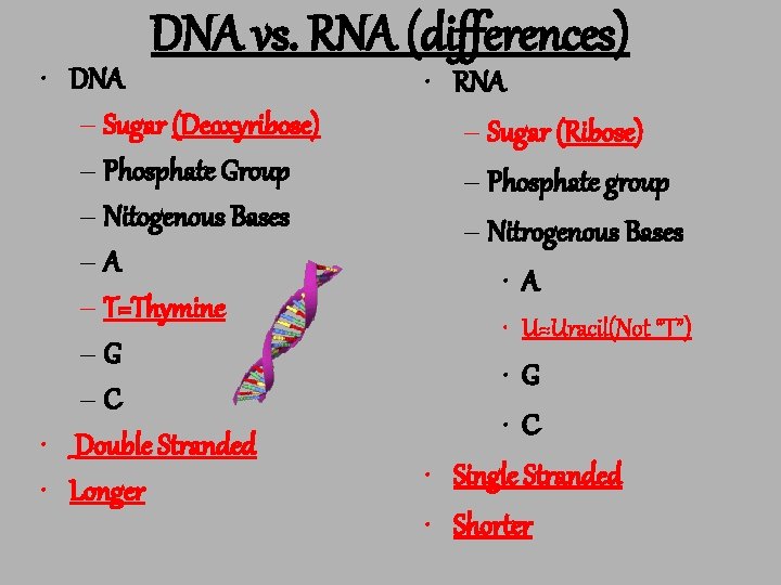 DNA vs. RNA (differences) • DNA – Sugar (Deoxyribose) – Phosphate Group – Nitogenous