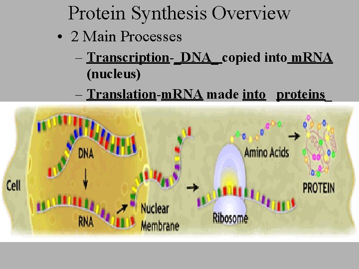 Protein Synthesis Overview • 2 Main Processes – Transcription-_DNA_ copied into m. RNA (nucleus)