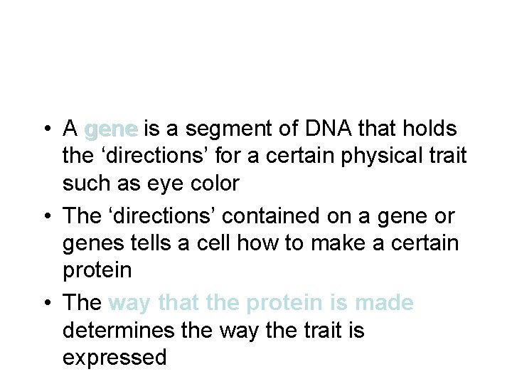  • A gene is a segment of DNA that holds the ‘directions’ for