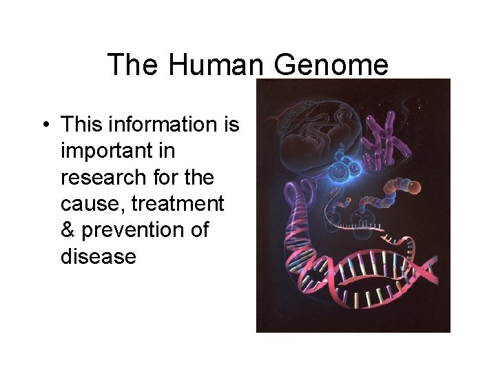 The Human Genome • This information is important in research for the cause, treatment