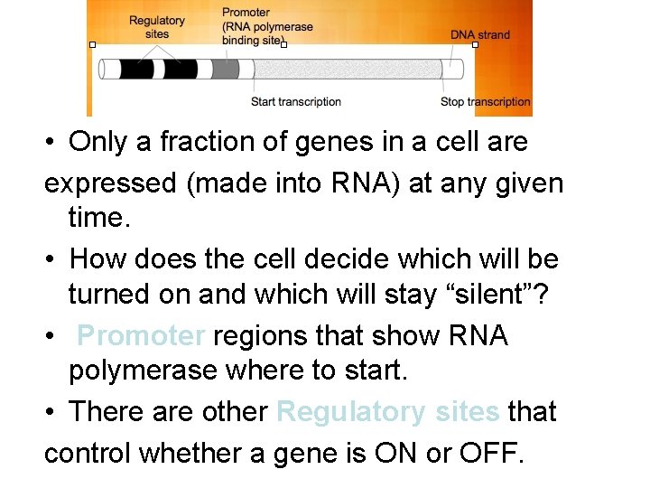  • Only a fraction of genes in a cell are expressed (made into