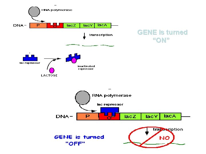 GENE is turned “ON” 