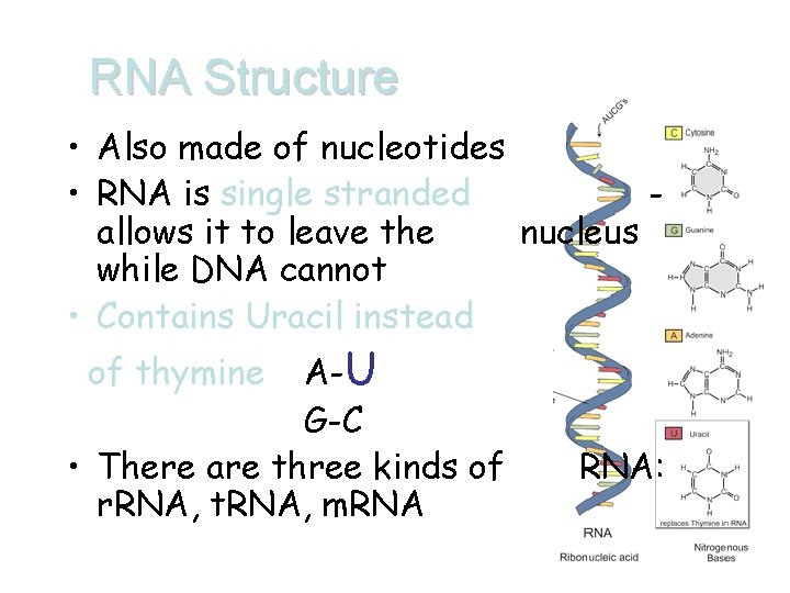 RNA Structure • Also made of nucleotides • RNA is single stranded allows it