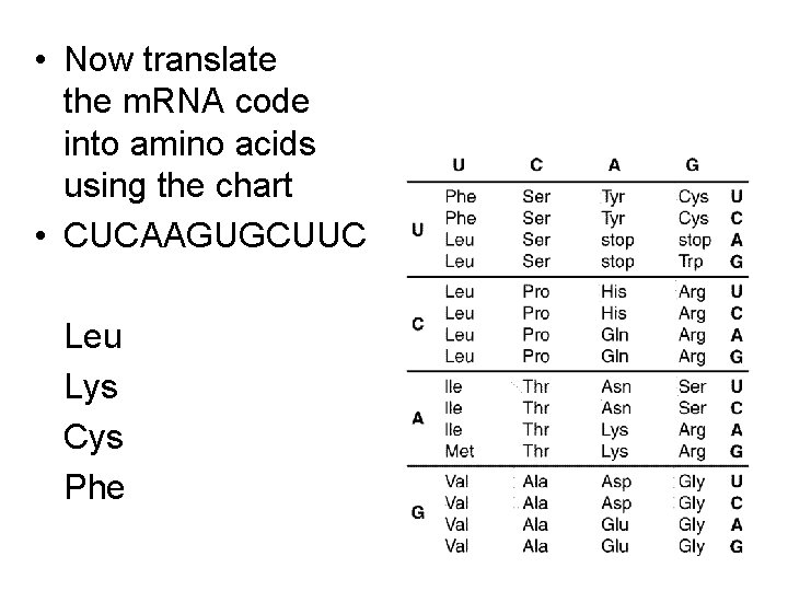 • Now translate the m. RNA code into amino acids using the chart