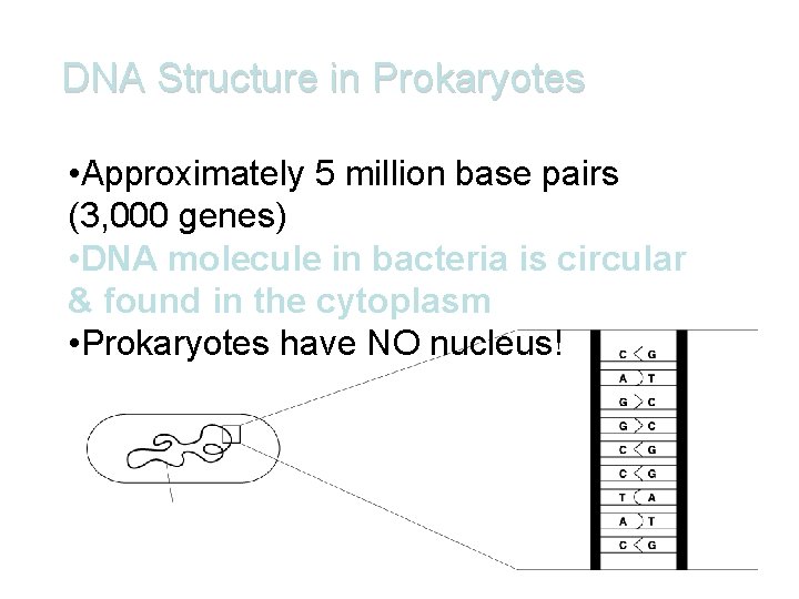 DNA Structure in Prokaryotes • Approximately 5 million base pairs (3, 000 genes) •