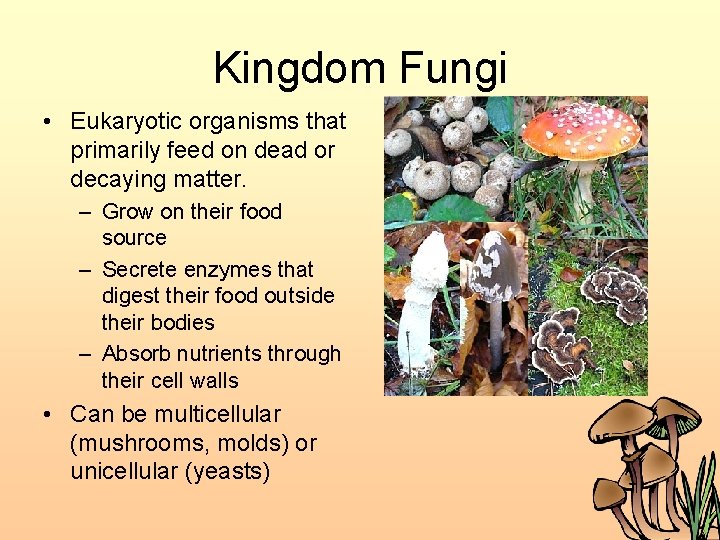 Kingdom Fungi • Eukaryotic organisms that primarily feed on dead or decaying matter. –