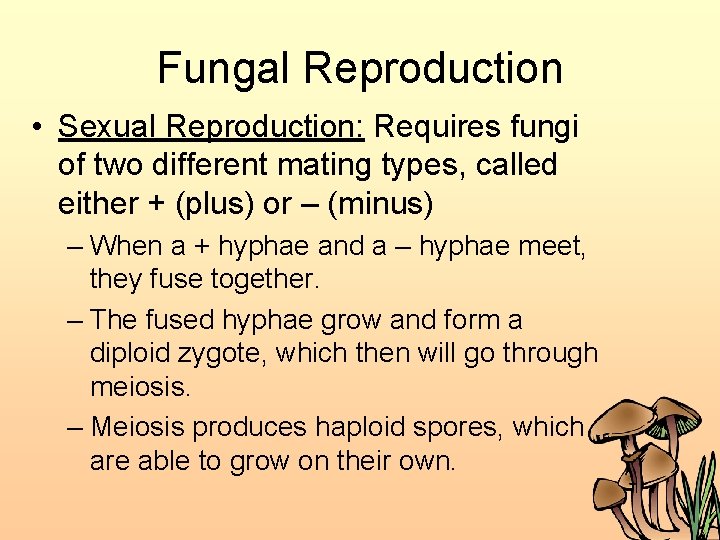 Fungal Reproduction • Sexual Reproduction: Requires fungi of two different mating types, called either