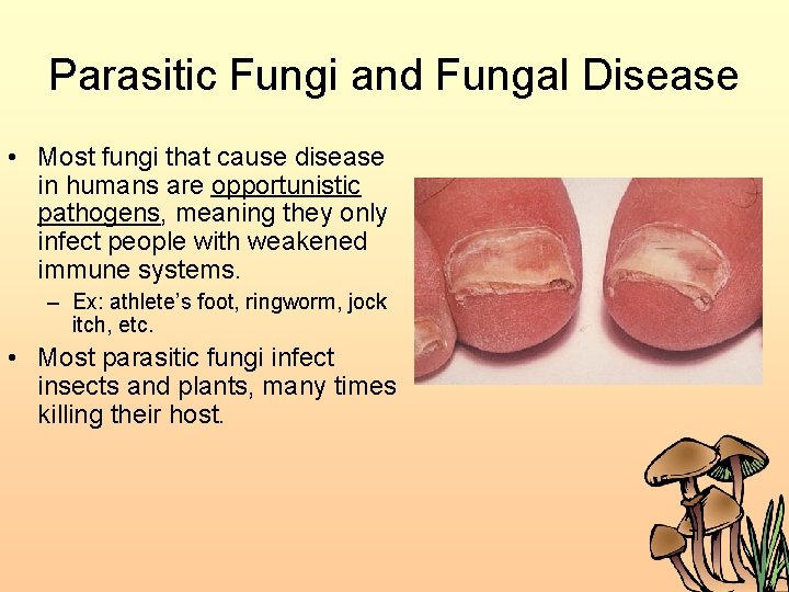 Parasitic Fungi and Fungal Disease • Most fungi that cause disease in humans are