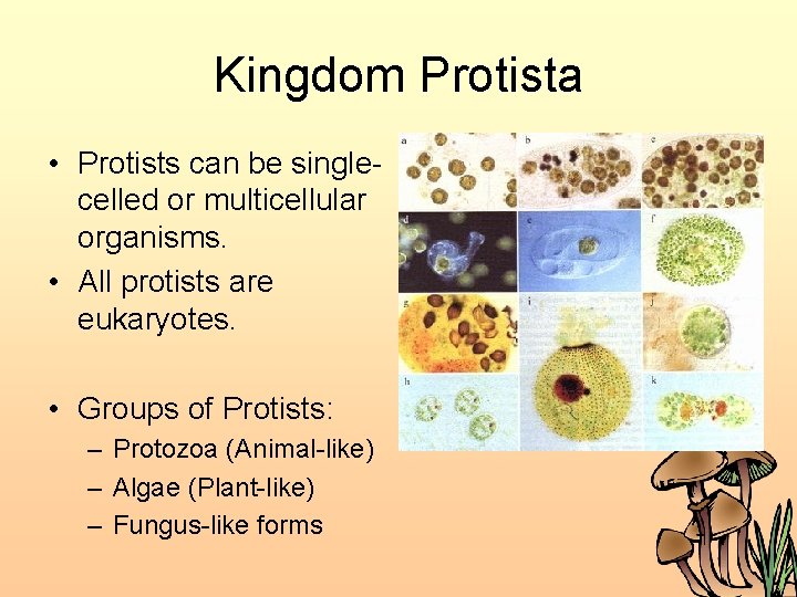 Kingdom Protista • Protists can be singlecelled or multicellular organisms. • All protists are