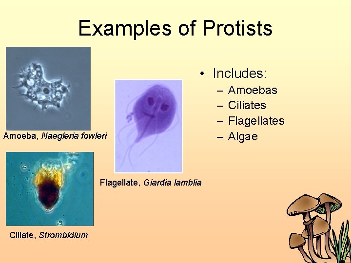 Examples of Protists • Includes: Amoeba, Naegleria fowleri Flagellate, Giardia lamblia Ciliate, Strombidium –