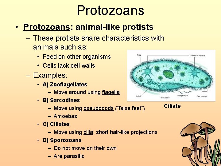 Protozoans • Protozoans: animal-like protists – These protists share characteristics with animals such as: