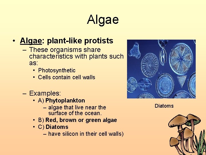 Algae • Algae: plant-like protists – These organisms share characteristics with plants such as: