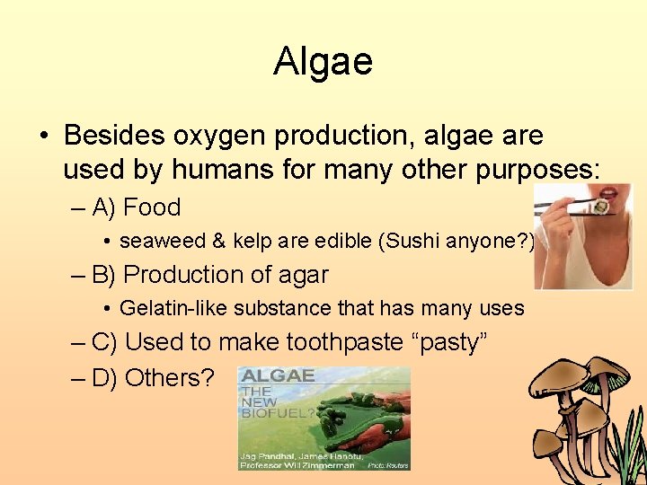 Algae • Besides oxygen production, algae are used by humans for many other purposes: