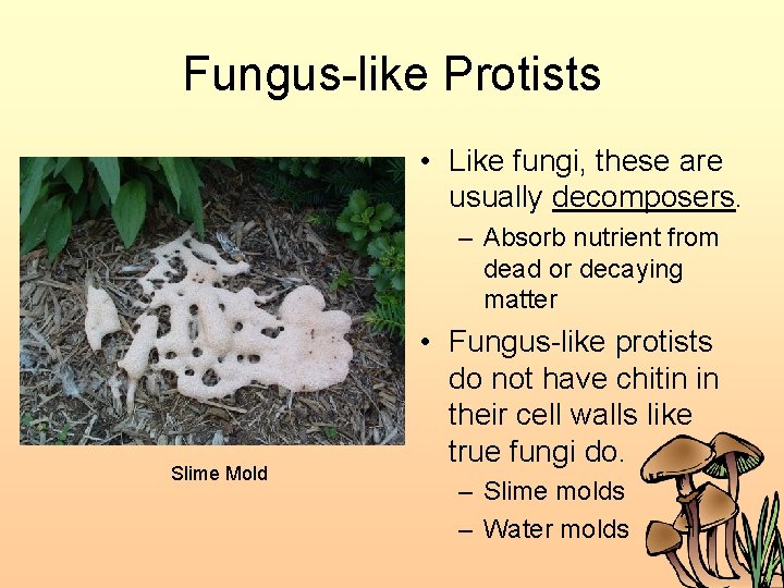 Fungus-like Protists • Like fungi, these are usually decomposers. – Absorb nutrient from dead