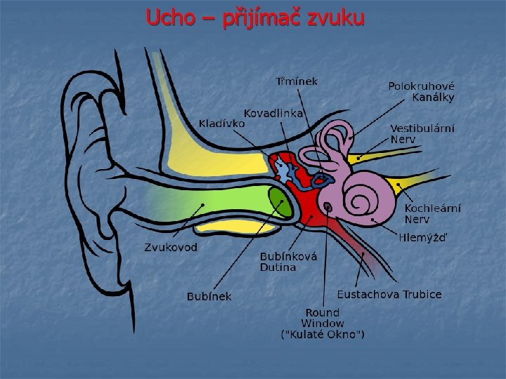 Ucho – přijímač zvuku 