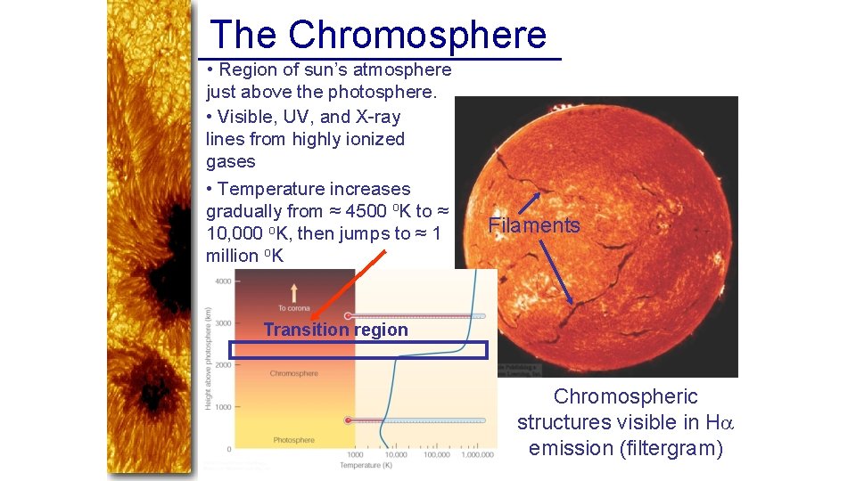 The Chromosphere • Region of sun’s atmosphere just above the photosphere. • Visible, UV,