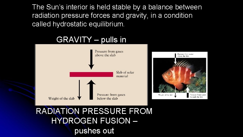 The Sun’s interior is held stable by a balance between radiation pressure forces and