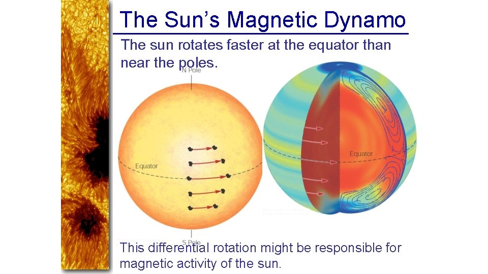 The Sun’s Magnetic Dynamo The sun rotates faster at the equator than near the