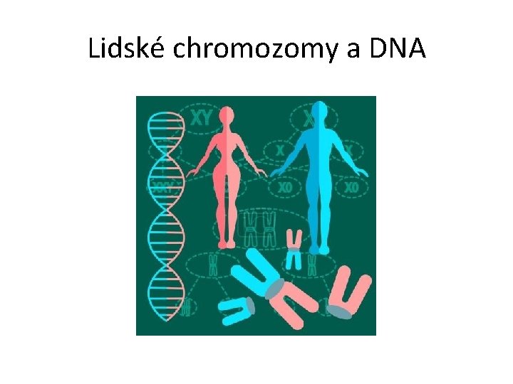 Lidské chromozomy a DNA 