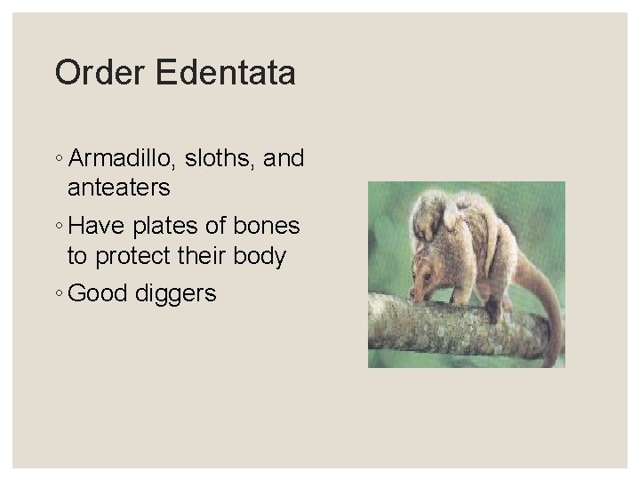 Order Edentata ◦ Armadillo, sloths, and anteaters ◦ Have plates of bones to protect