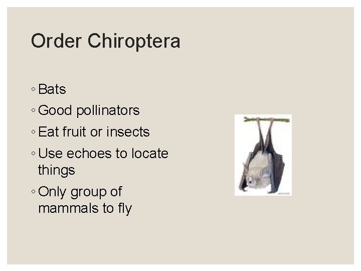 Order Chiroptera ◦ Bats ◦ Good pollinators ◦ Eat fruit or insects ◦ Use