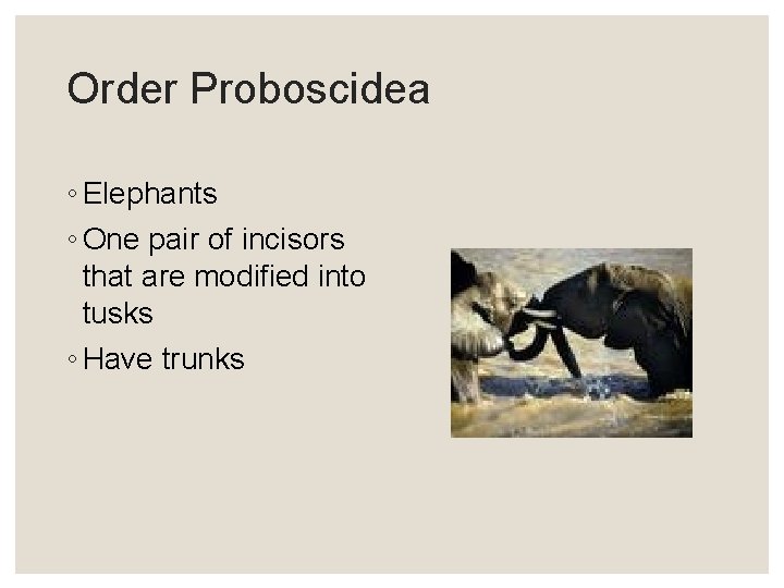 Order Proboscidea ◦ Elephants ◦ One pair of incisors that are modified into tusks