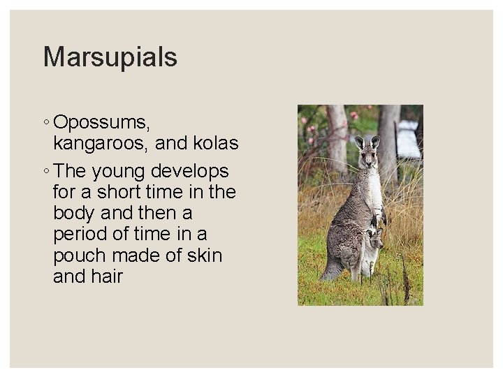 Marsupials ◦ Opossums, kangaroos, and kolas ◦ The young develops for a short time