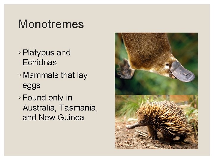 Monotremes ◦ Platypus and Echidnas ◦ Mammals that lay eggs ◦ Found only in