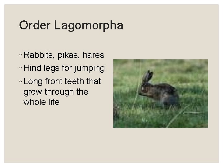 Order Lagomorpha ◦ Rabbits, pikas, hares ◦ Hind legs for jumping ◦ Long front