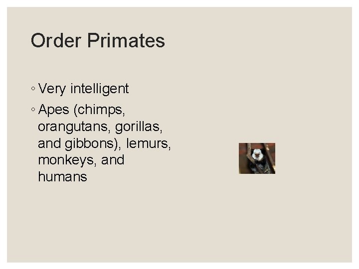 Order Primates ◦ Very intelligent ◦ Apes (chimps, orangutans, gorillas, and gibbons), lemurs, monkeys,