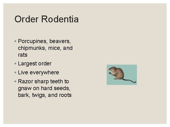 Order Rodentia ◦ Porcupines, beavers, chipmunks, mice, and rats ◦ Largest order ◦ Live