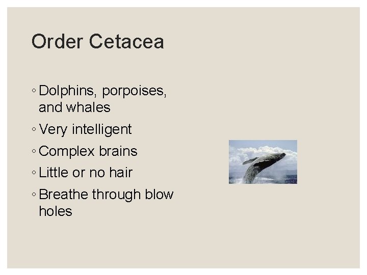 Order Cetacea ◦ Dolphins, porpoises, and whales ◦ Very intelligent ◦ Complex brains ◦
