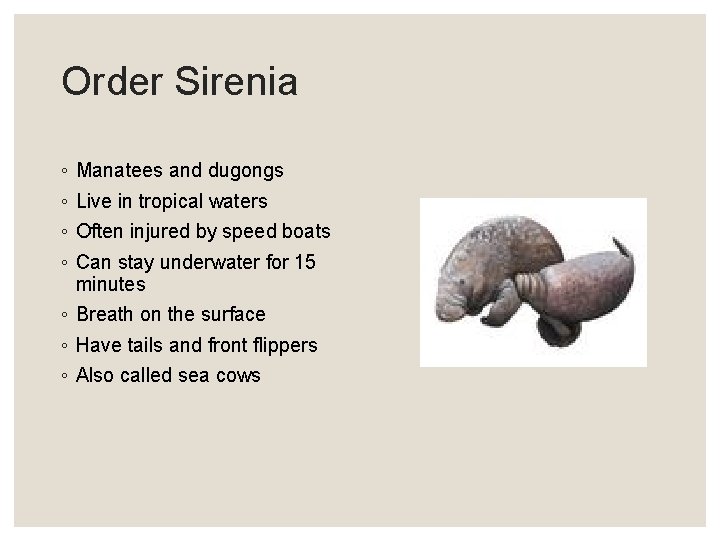 Order Sirenia ◦ ◦ Manatees and dugongs Live in tropical waters Often injured by