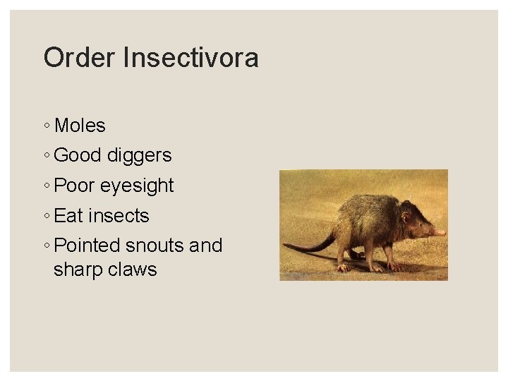 Order Insectivora ◦ Moles ◦ Good diggers ◦ Poor eyesight ◦ Eat insects ◦