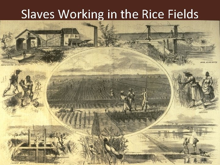 Slaves Working in the Rice Fields 