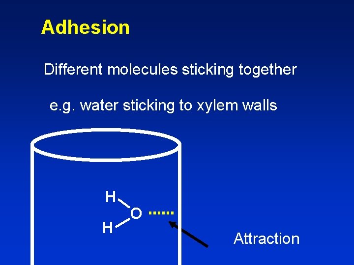 Adhesion Different molecules sticking together e. g. water sticking to xylem walls H H