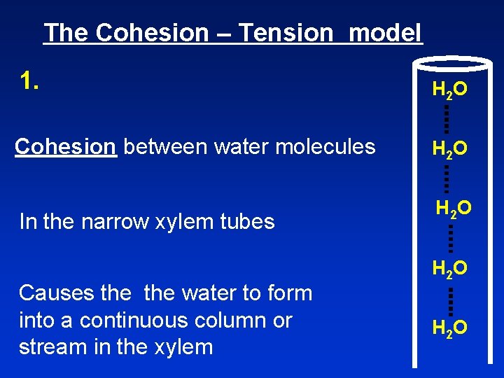 The Cohesion – Tension model 1. H 2 O Cohesion between water molecules H