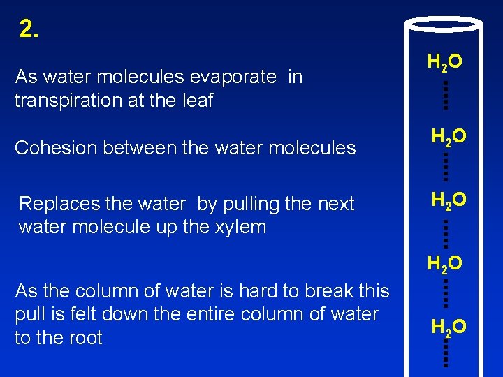 2. As water molecules evaporate in transpiration at the leaf Cohesion between the water