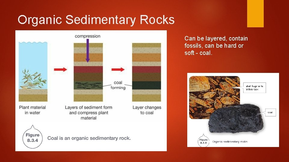 Organic Sedimentary Rocks Can be layered, contain fossils, can be hard or soft -