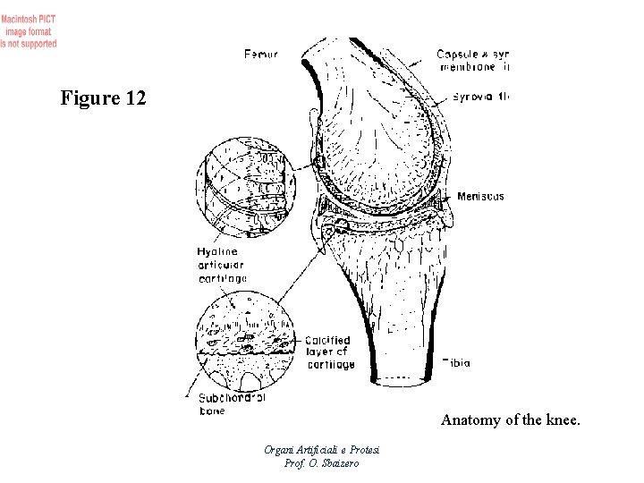 Figure 12 Anatomy of the knee. Organi Artificiali e Protesi Prof. O. Sbaizero 