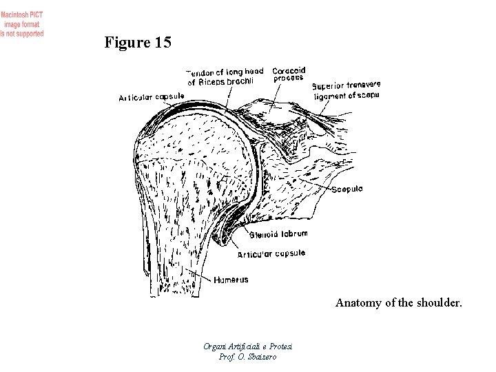 Figure 15 Anatomy of the shoulder. Organi Artificiali e Protesi Prof. O. Sbaizero 