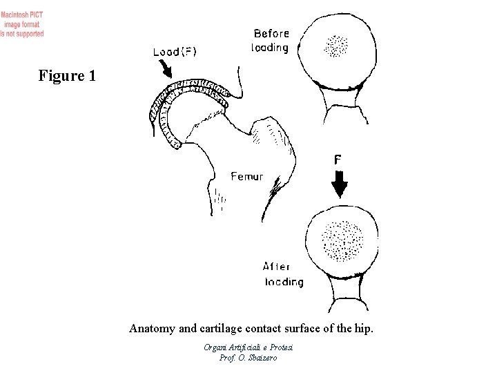 Figure 1 Anatomy and cartilage contact surface of the hip. Organi Artificiali e Protesi