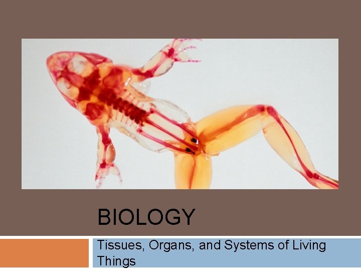 BIOLOGY Tissues, Organs, and Systems of Living Things 