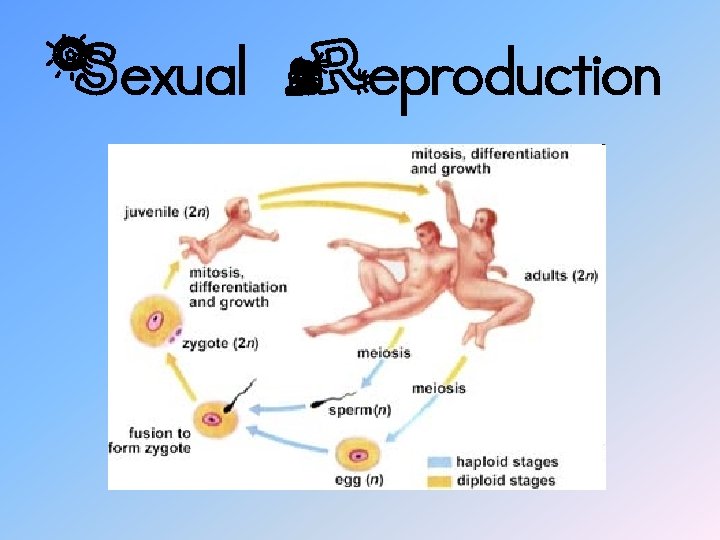 Sexual Reproduction 