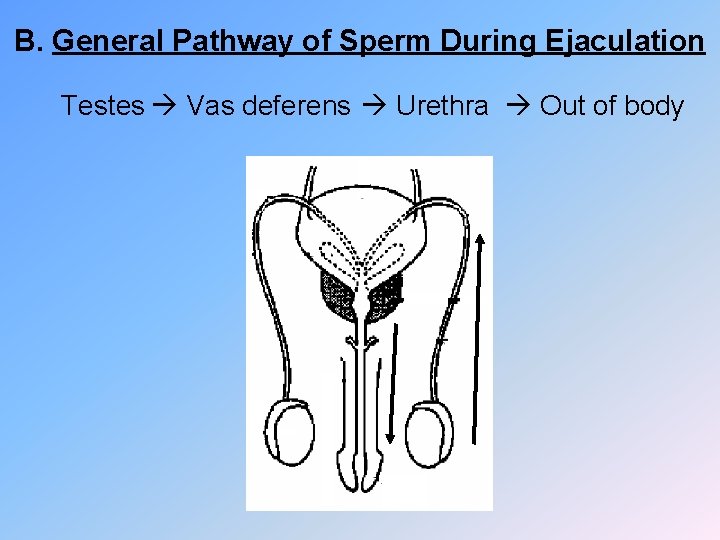 B. General Pathway of Sperm During Ejaculation Testes Vas deferens Urethra Out of body