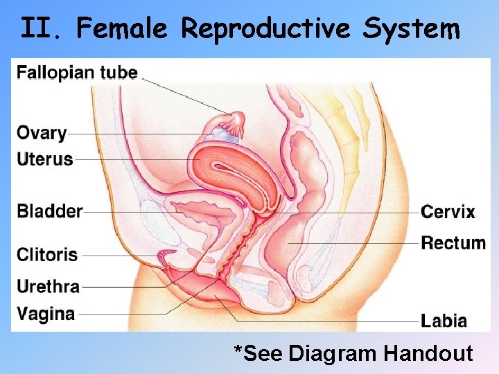II. Female Reproductive System *See Diagram Handout 