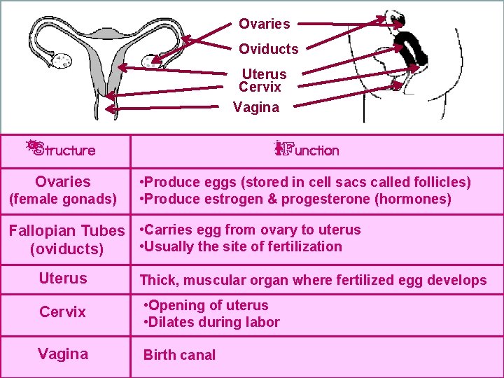 Ovaries Oviducts Uterus Cervix Vagina Structure Function Ovaries • Produce eggs (stored in cell