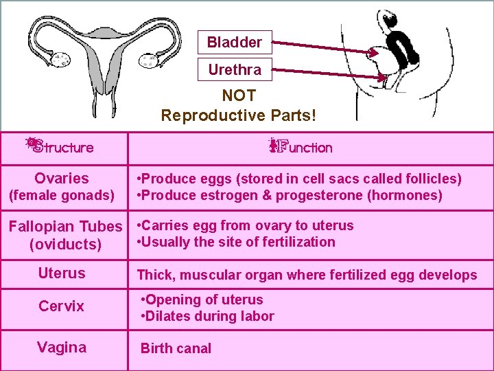 Bladder Urethra NOT Reproductive Parts! Structure Function Ovaries • Produce eggs (stored in cell