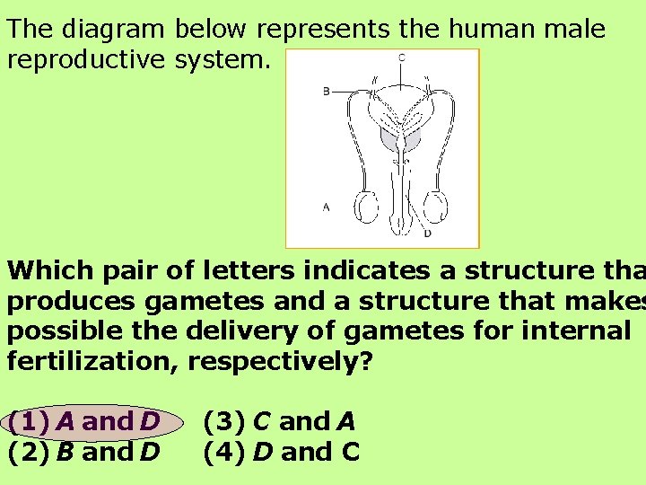 The diagram below represents the human male reproductive system. Which pair of letters indicates
